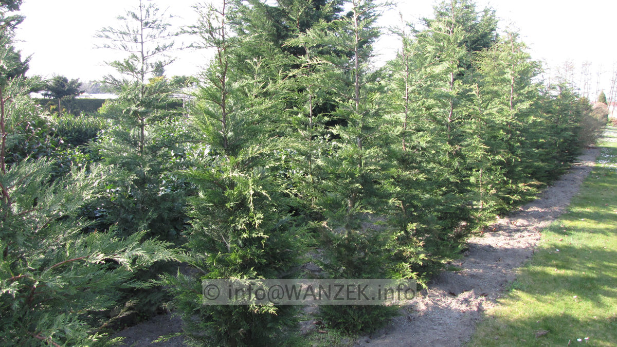 Cupressocyparis leylandii 2,5m.JPG